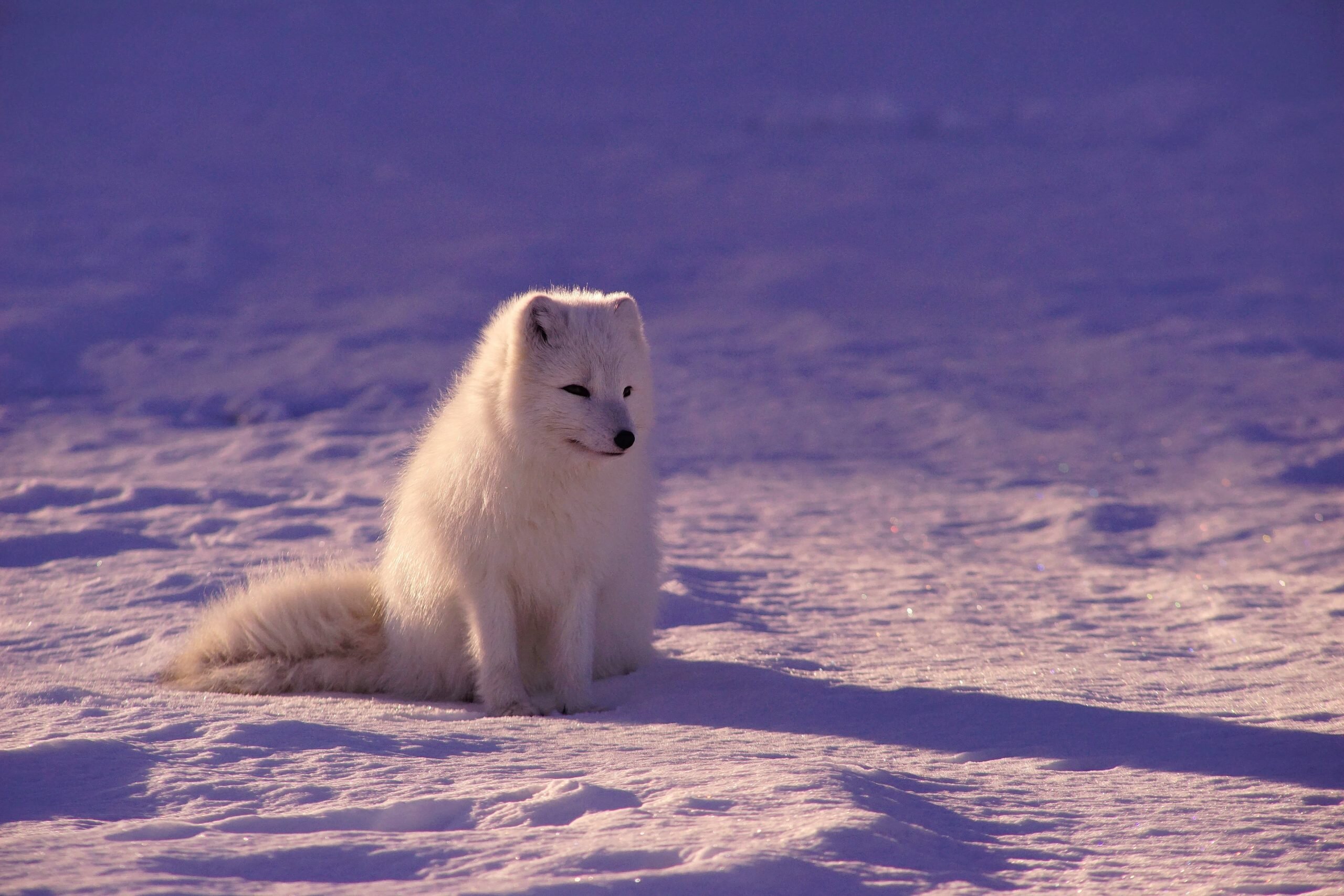 Animal husbandry translates into disease among humans